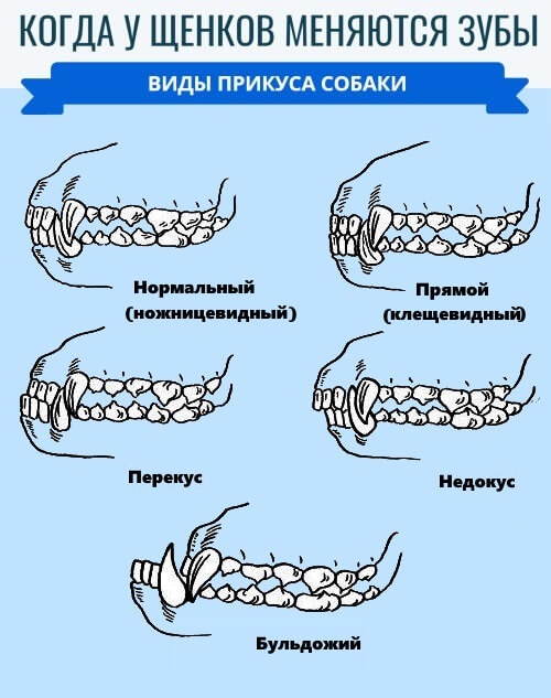 Прикус у чихуахуа правильный схема