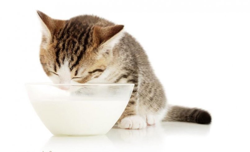 Сколько кошка кормит котят молоком: до какого возраста и как долго?