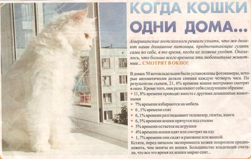 Что кошка думает о человеке, своём доме и мире в целом.