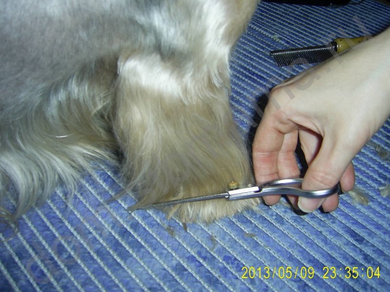 Как подстричь когти собаке: алгоритм действий, основные рекомендации для процедуры и приучения к ней, что делать при травмах