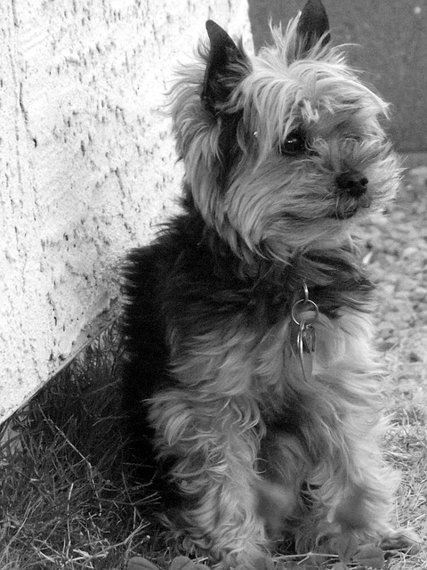 Йоркширский терьер: описание породы, характер собаки и щенка, фото, цена