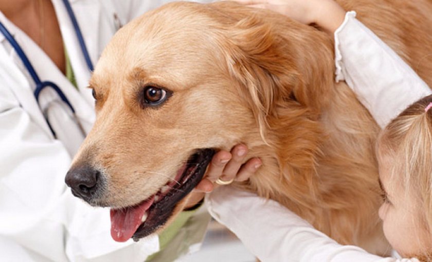 Кашель как проявление заболеваний желудочно-кишечного тракта у собак
