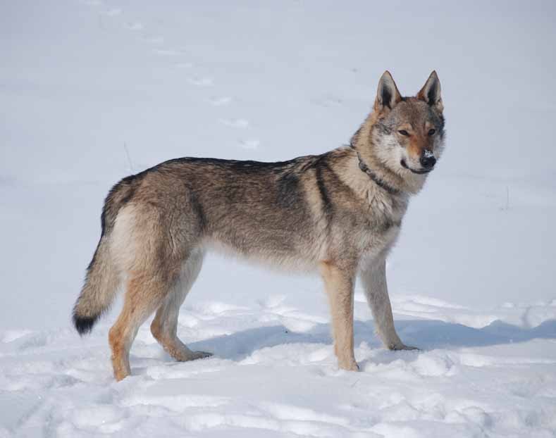 Чехословацкий влчак: фото и видео, описание, цены, волчья