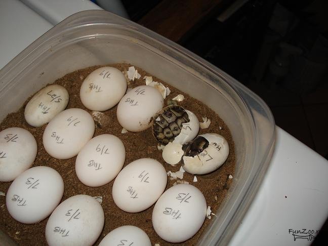 Как рождаются черепашки: вылупление из яиц новорожденных детенышей красноухих и сухопутных черепах в дикой природе и домашних условиях