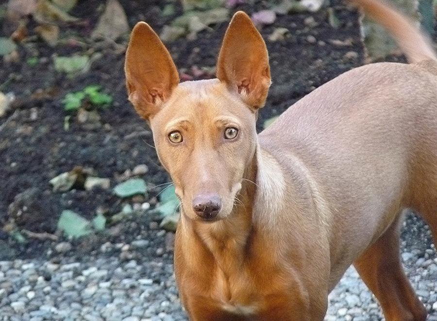 Чирнеко дель этна (сицилийская борзая) — фото и описание породы собак
