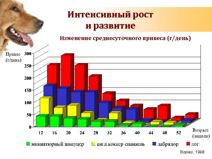 Продолжительность жизни собаки: от чего зависит, сколько лет живут собаки в домашних условиях, а сколько – на улице, рекомендации по продлению жизни питомцев
