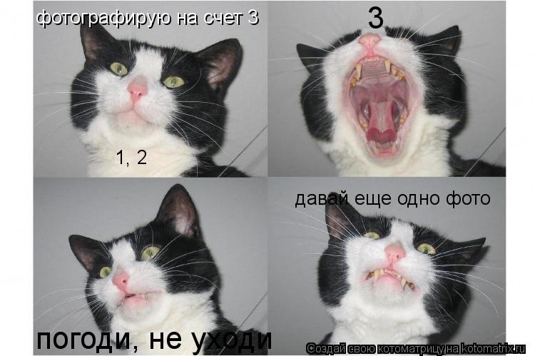 7 условий, которые придется соблюдать, чтобы не раздражать своего кота - gafki.ru
