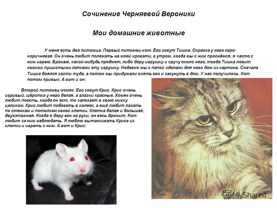 Кошка рагамаффин: описание породы и правила содержания