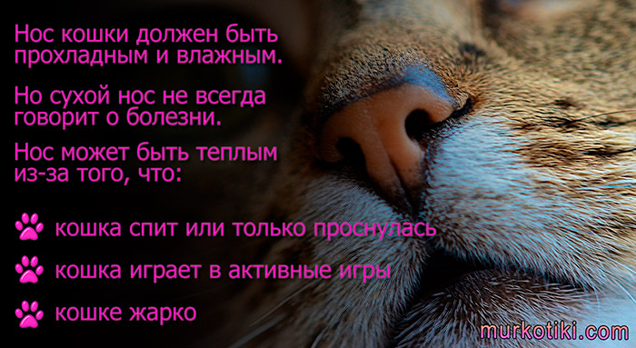 Кровотечение из носа у кошек - причины, лечение эпистаксиса у кошек в москве. ветеринарная клиника "зоостатус"