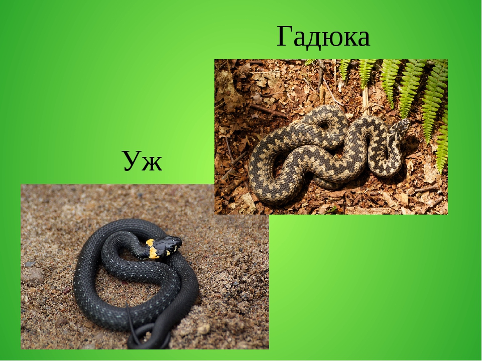 Насколько опасен для человека уж и как его отличить от других змей, гадюки