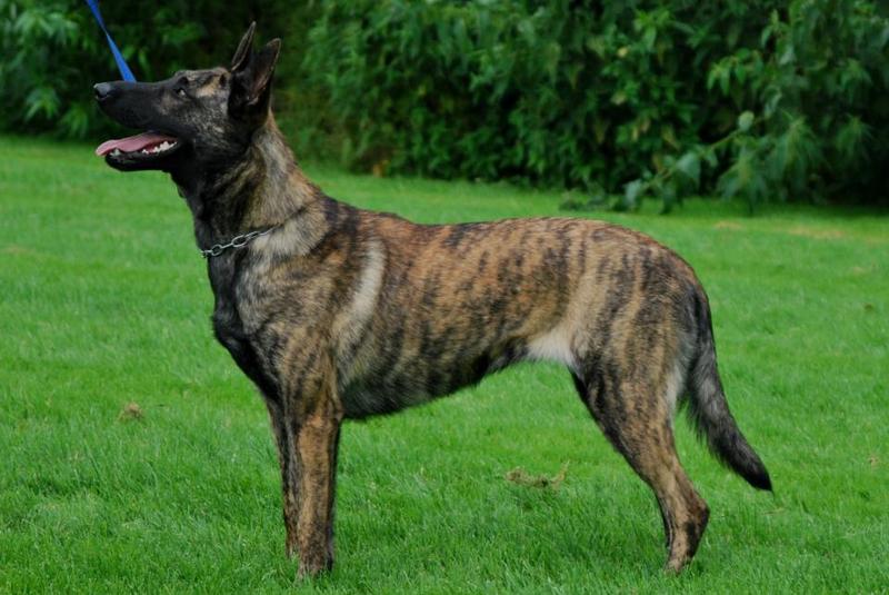 Голландская овчарка (30 фото): описание собак породы хердер, содержание и уход за щенками с черными полосами, длинношерстная и жесткошерстная разновидности