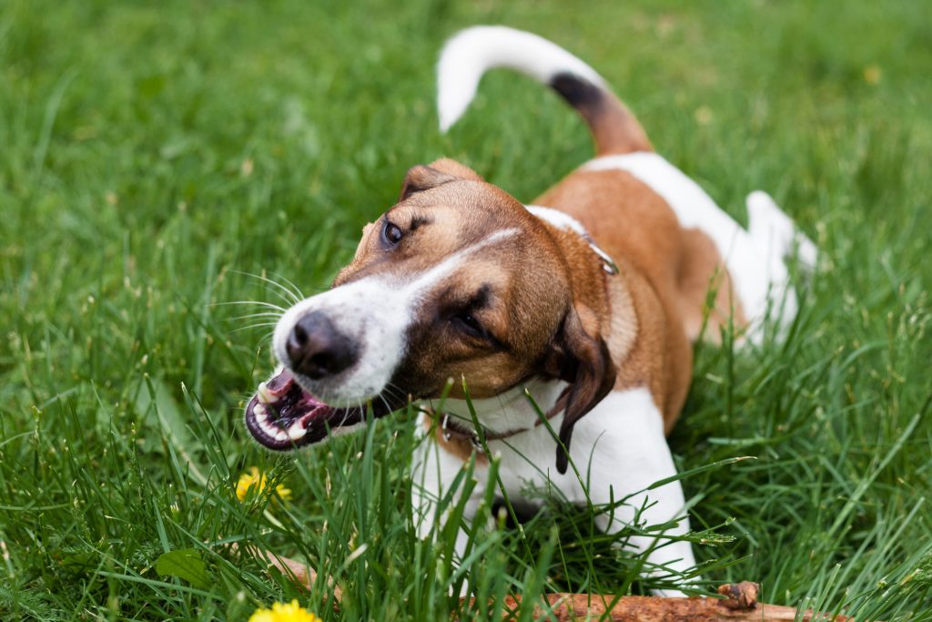 Собака ест землю и камни: почему, что делать, чего не хватает