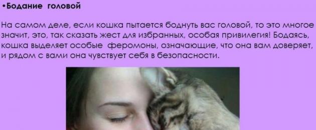 5 признаков того, что вы раздражаете свою кошку - gafki.ru
