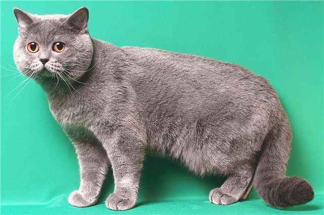 Британский полосатый кот (25 фото): описание кошек и котят серого и других окрасов британской породы. как назвать мальчика и девочку с полосками на шерсти?