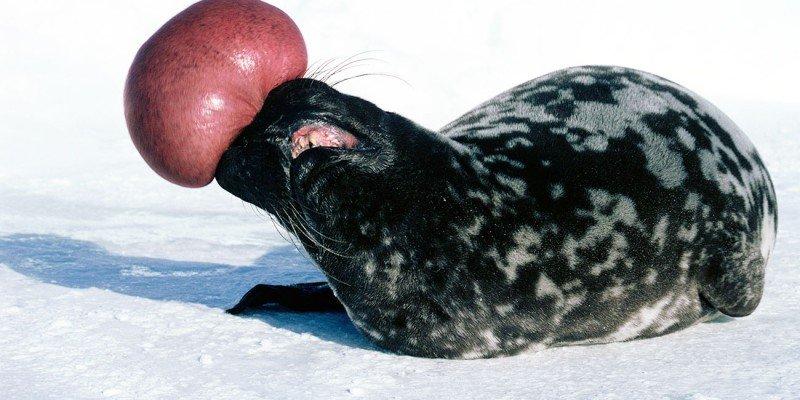 Полосатый тюлень - чудесное создание природы: фото, описание, места обитания
