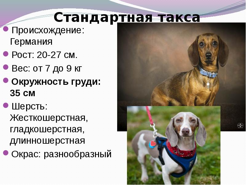 ᐉ собаки и щенки породы бигль: цены, фото, описание и история породы - zoovet24.ru