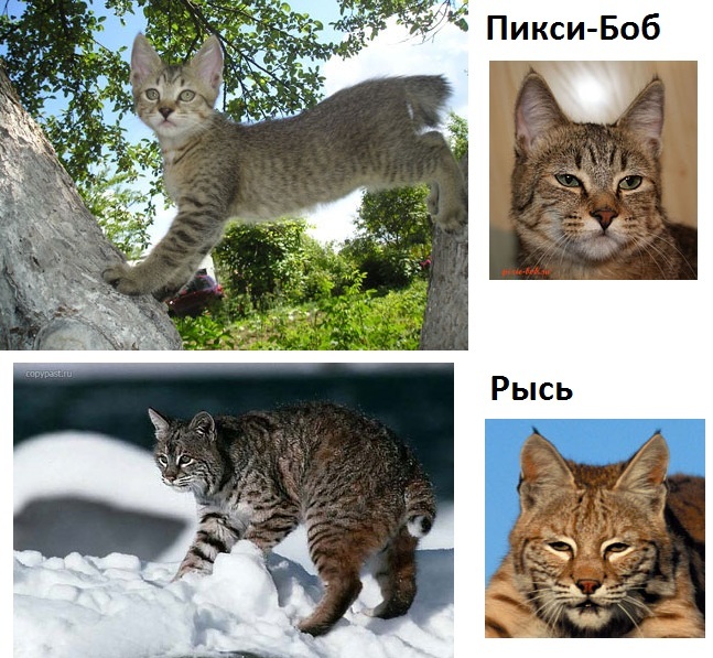 Породы кошек которые похожи на рысь.