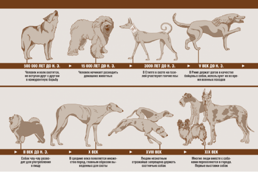 Собак откуда. Древние предки современных собак. Происхождение разных пород собак. Породы собак схема происхождения. Эволюция собак.