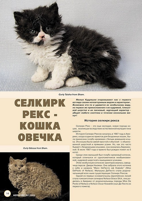 Кошка турецкий ван: описание внешности, характер породы, уход за питомцем, содержание, выбор котёнка, отзывы владельцев, фото ванского кота