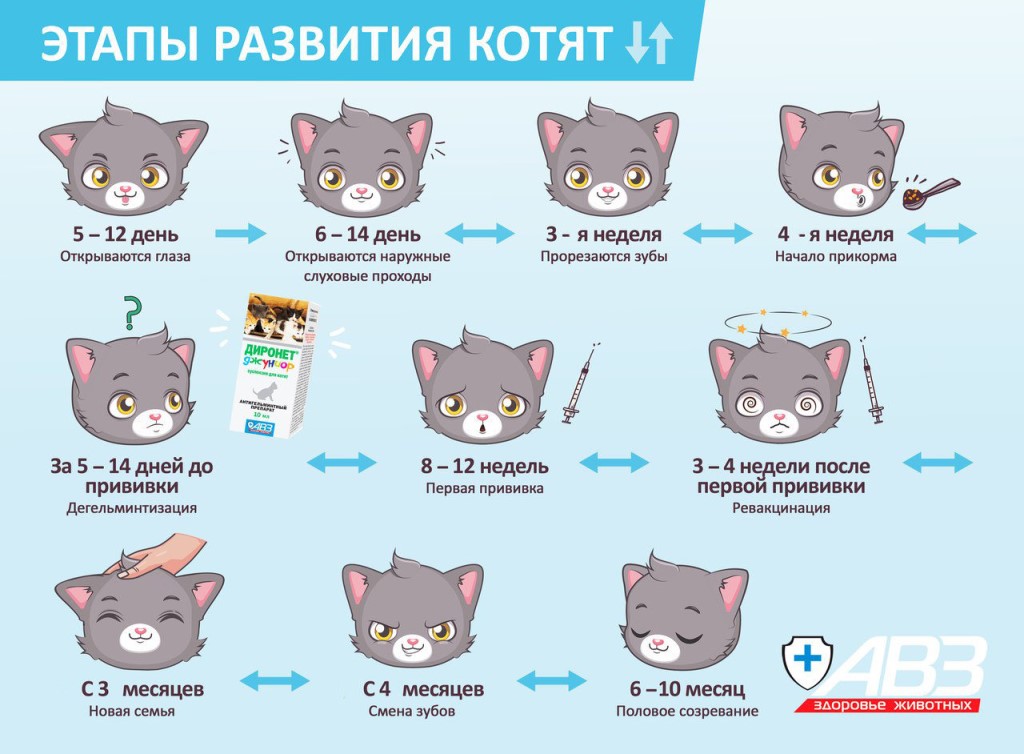 Фото котят по месяцам от рождения до года