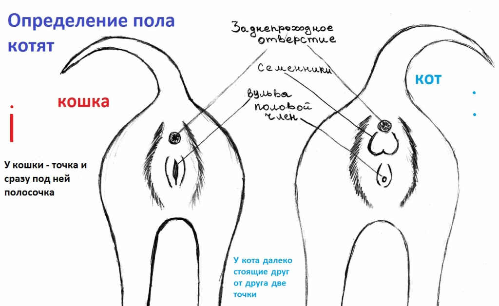 ᐉ как определить пол котенка? - ➡ motildazoo.ru