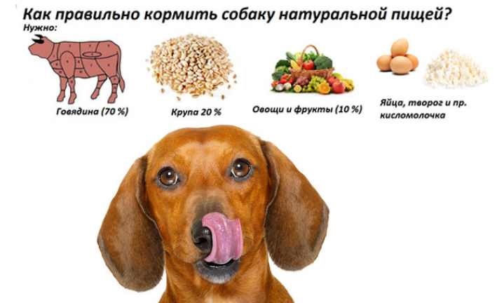 Можно ли кормить собаку свининой: какие субпродукты подходят для животного