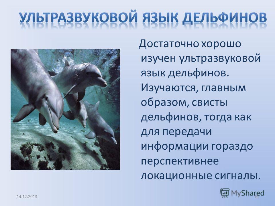 Язык дельфинов