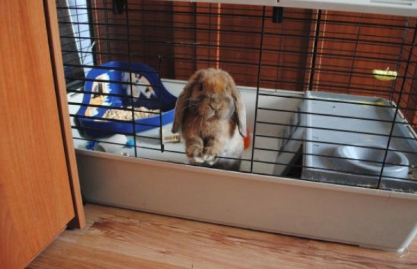 Стоит ли заводить кролика в квартире, плюсы и минусы содержания