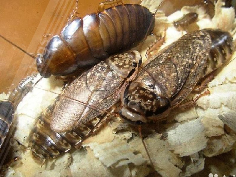 Мраморные тараканы - морфология, описание, особенности, жизненный цикл, чем питаются, как размножаются