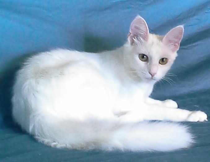 Анатолийская кошка (турецкая короткошерстная): описание, фото