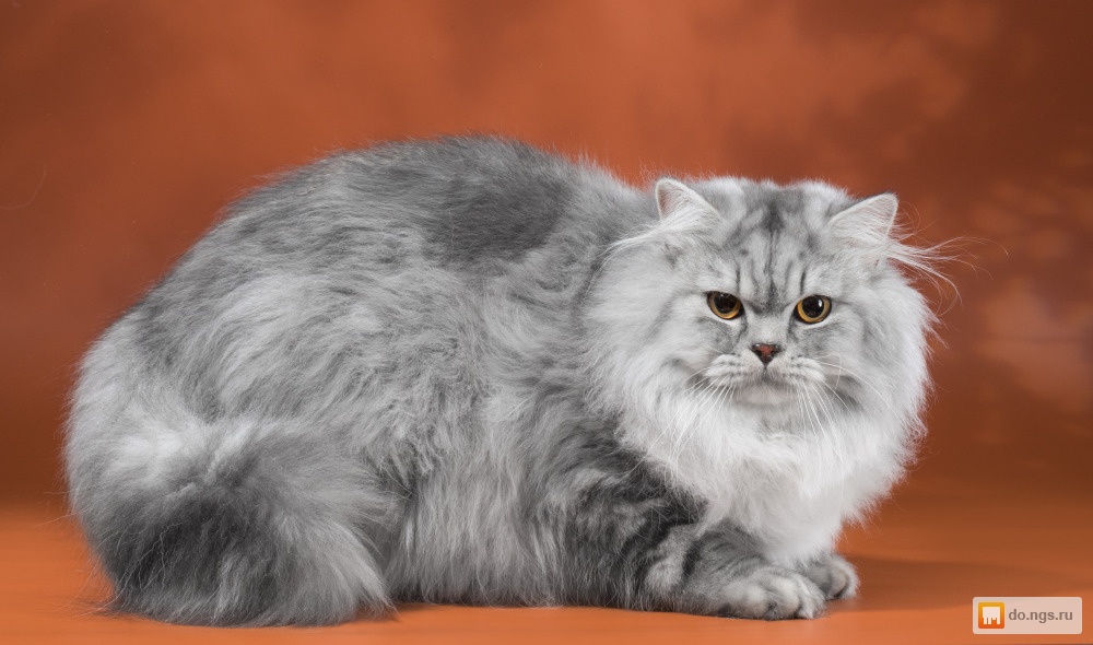 Британская длинношерстная кошка (хайлендер): фото, цена