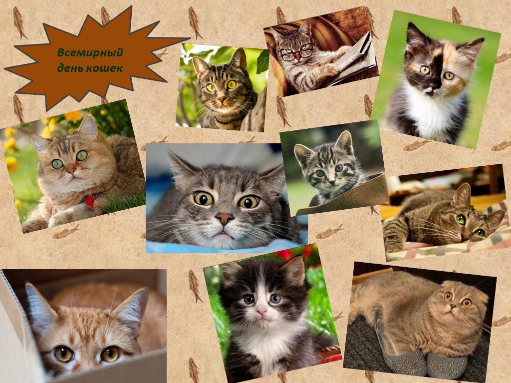 1 марта – день кошек в россии. история праздника, интересные факты о кошках