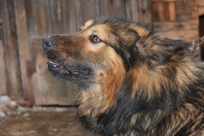 Кавказская овчарка: фото как выглядит питомец, как появилась порода больших собак, а также описание характеристик помеси животных