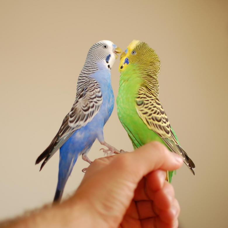 Как научить попугая разговаривать за 5 минут в домашних условиях