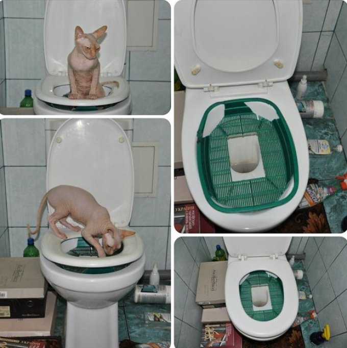 Как быстро приучить к лотку котенка, научить кота или кошку ходить в туалет в квартире: советы ветеринара, можно ли сделать это за 1 день