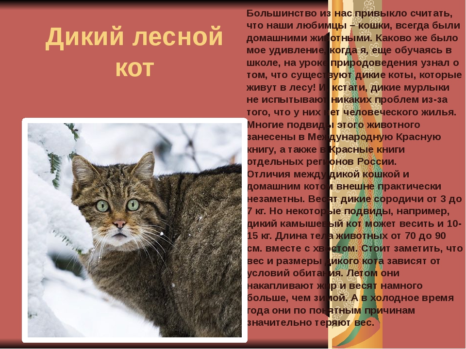 Европейская лесная кошка, история породы, внешний вид, характер