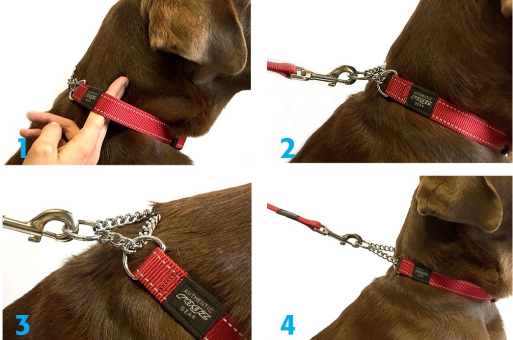 Ринговка: правила выбора хитрого аксессуара для собак