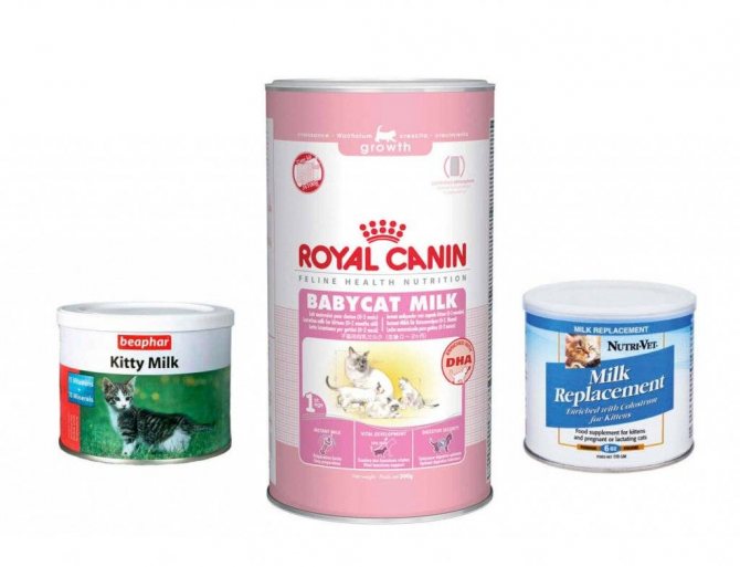 Заменитель кошачьего молока: смесь для котят роял канин, беафар и другие, а так же их состав и цена