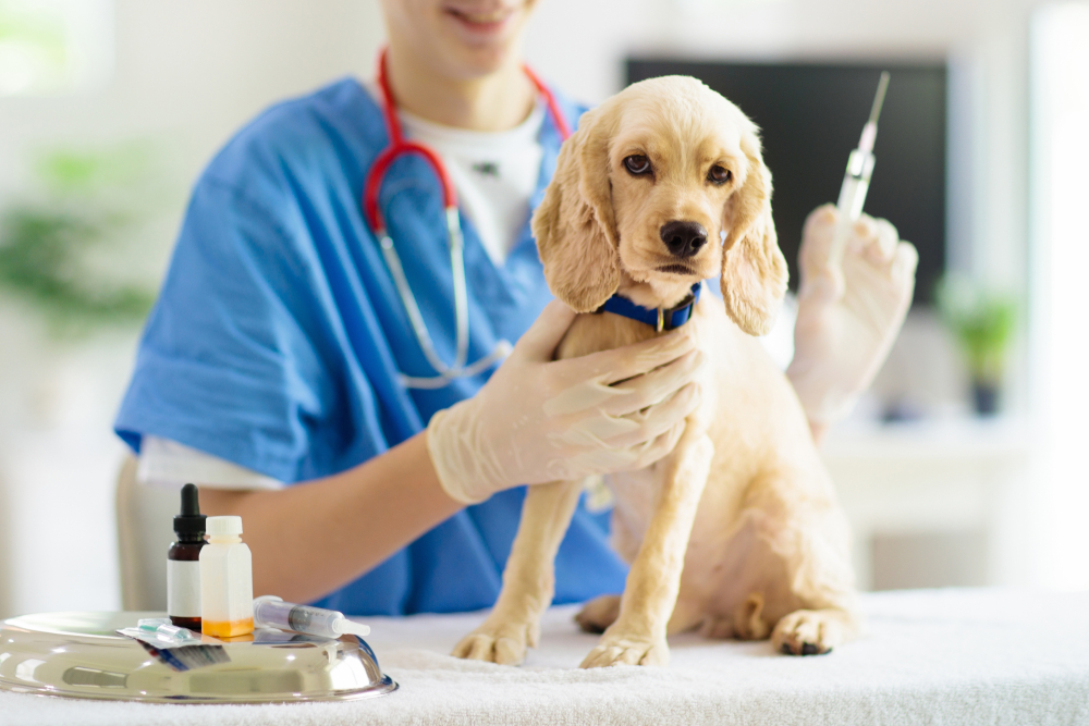 Химиотерапия у собак и кошек. как собаки и кошки переносят химиотерапию, нужно ли кормить перед химиотерапией животное.ветеринарная клиника "зоостатус"