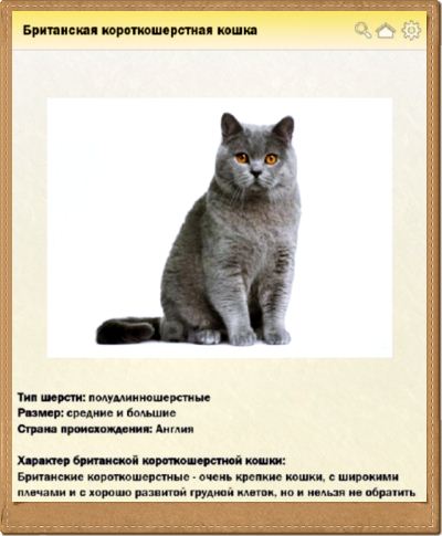 Американская короткошерстная кошка: фото, описание породы, характер, содержание, цена котенка, характер, особенности породы