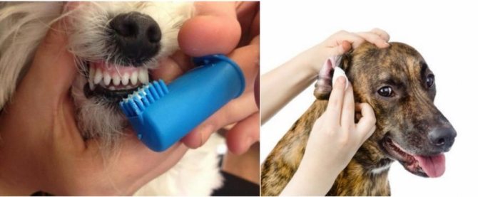 Как убрать запах животных из квартиры: запах собаки, кошки или хорька, устраняем запах животной мочи