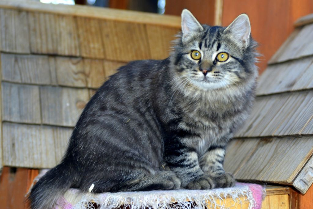 Курильский бобтейл: описание и фото породы, отзывы владельцев кошек и котов, уход за питомцем и его содержание