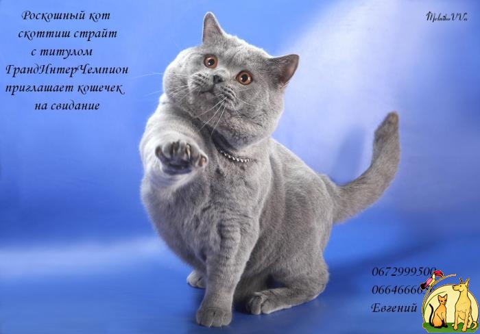 Шотландская прямоухая кошка (скоттиш-страйт) – фото, описание, характер