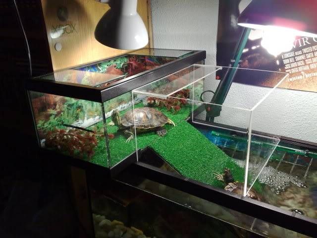 Как обустроить аквариум для красноухой черепахи