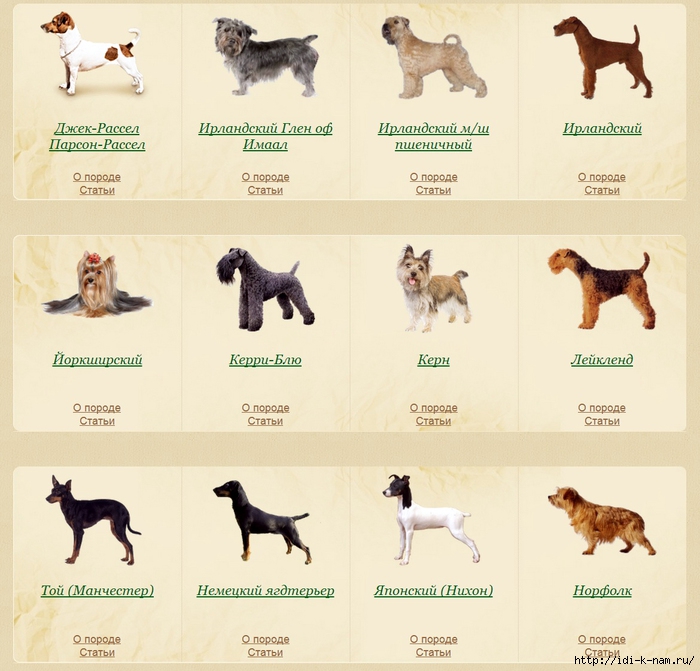 Какую самую умную маленькую породу собак выбрать?