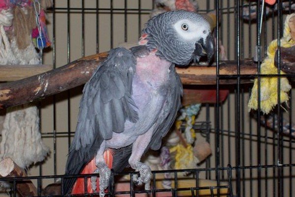 Почему попугай неразлучник выщипывает у себя перья