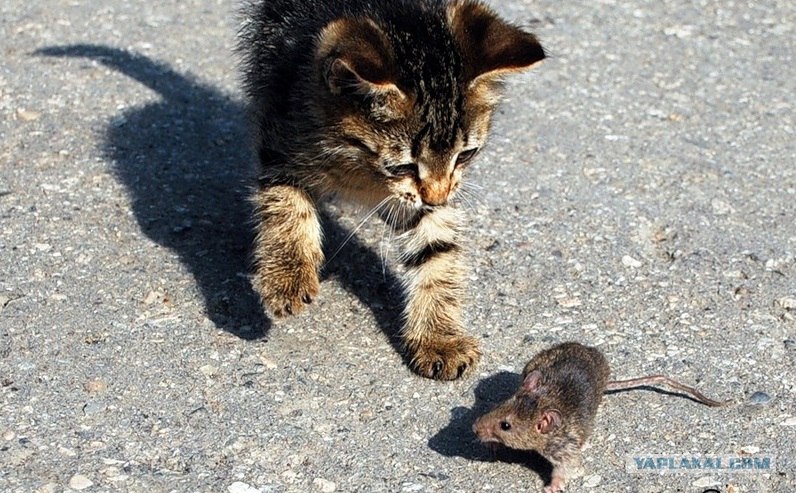 Какие породы кошек ловят мышей и крыс фото с описанием