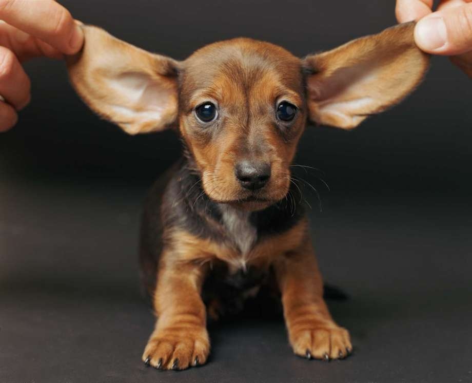 Фото собак с большими ушами и название порода