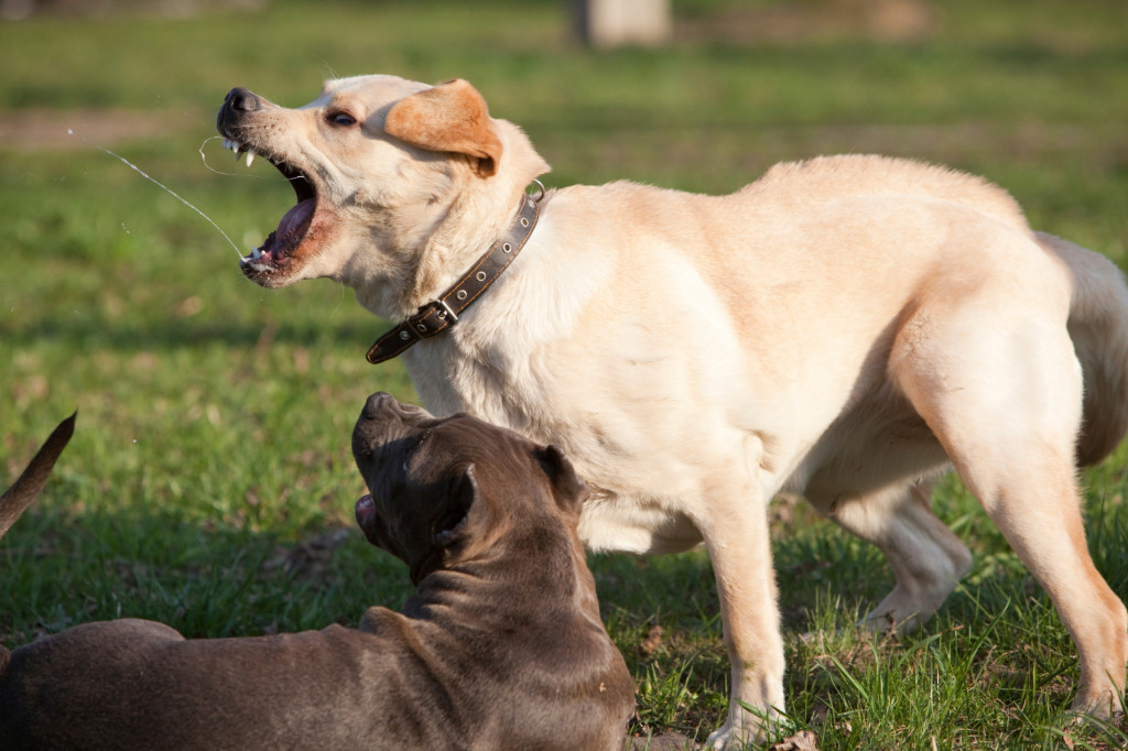 Почему собака грызет лапы и хвост - «айболит плюс» - сеть ветеринарных клиник