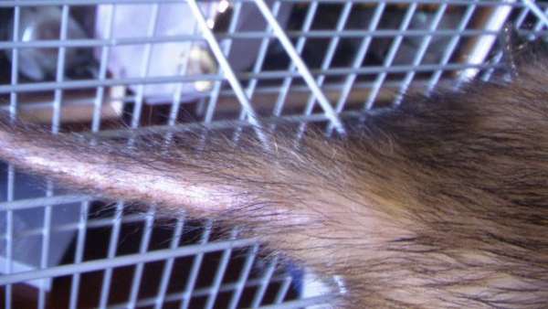 Выпадение волос после ковида - препараты и лечение алопеции после covid-19